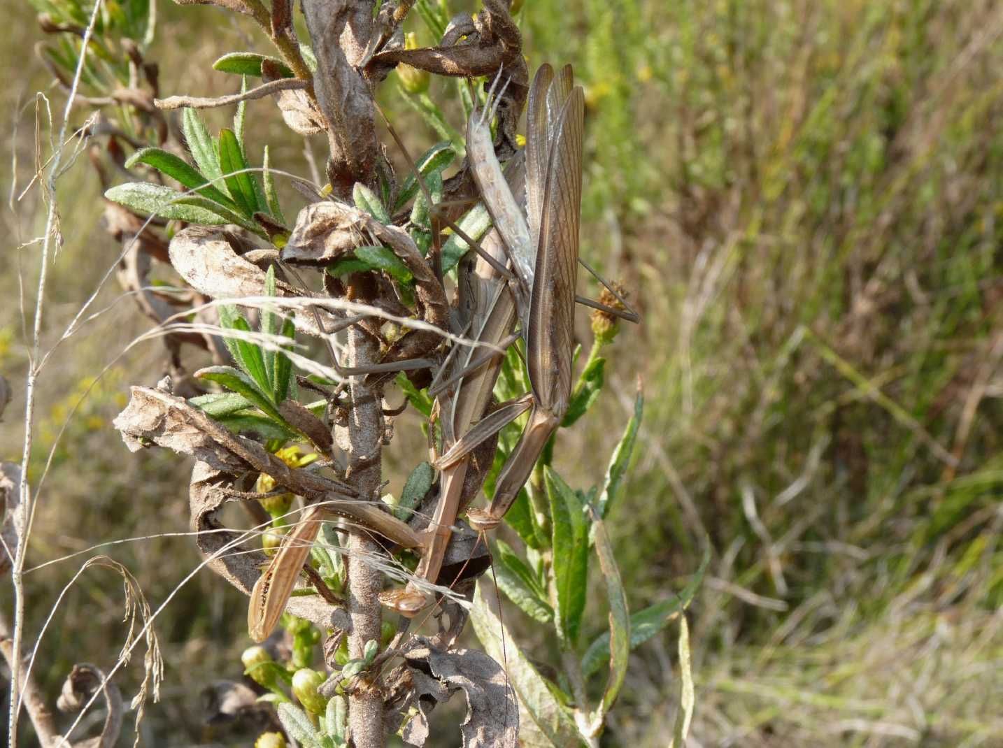 Accoppiamento Mantis religiosa